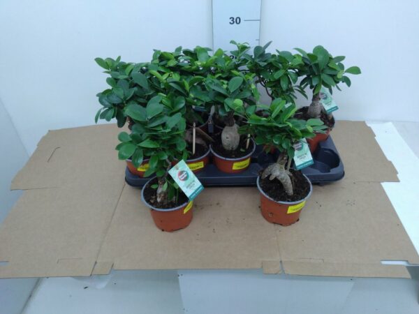 Ficus Ginseng Bonsai V. 12