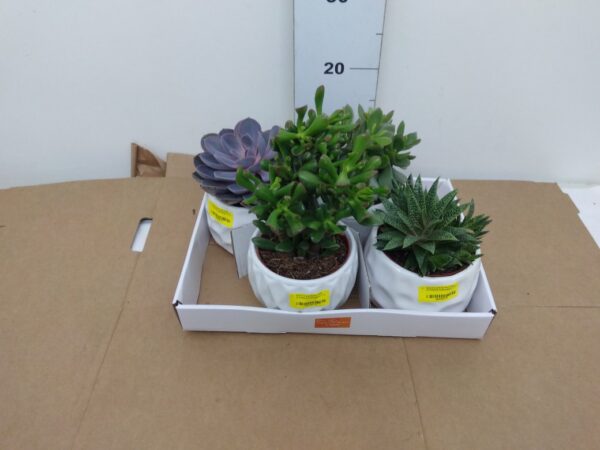 Succulente